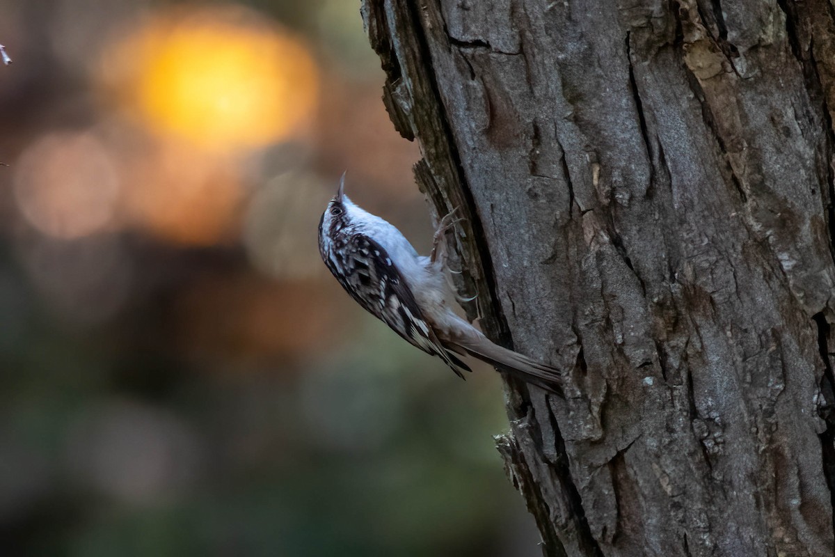 Підкоришник американський - ML278026371