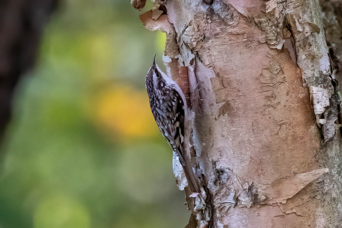 Підкоришник американський - ML278026441