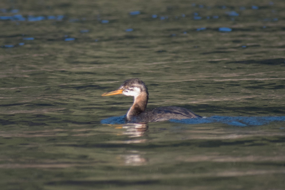 Red-necked Grebe - ML278029811