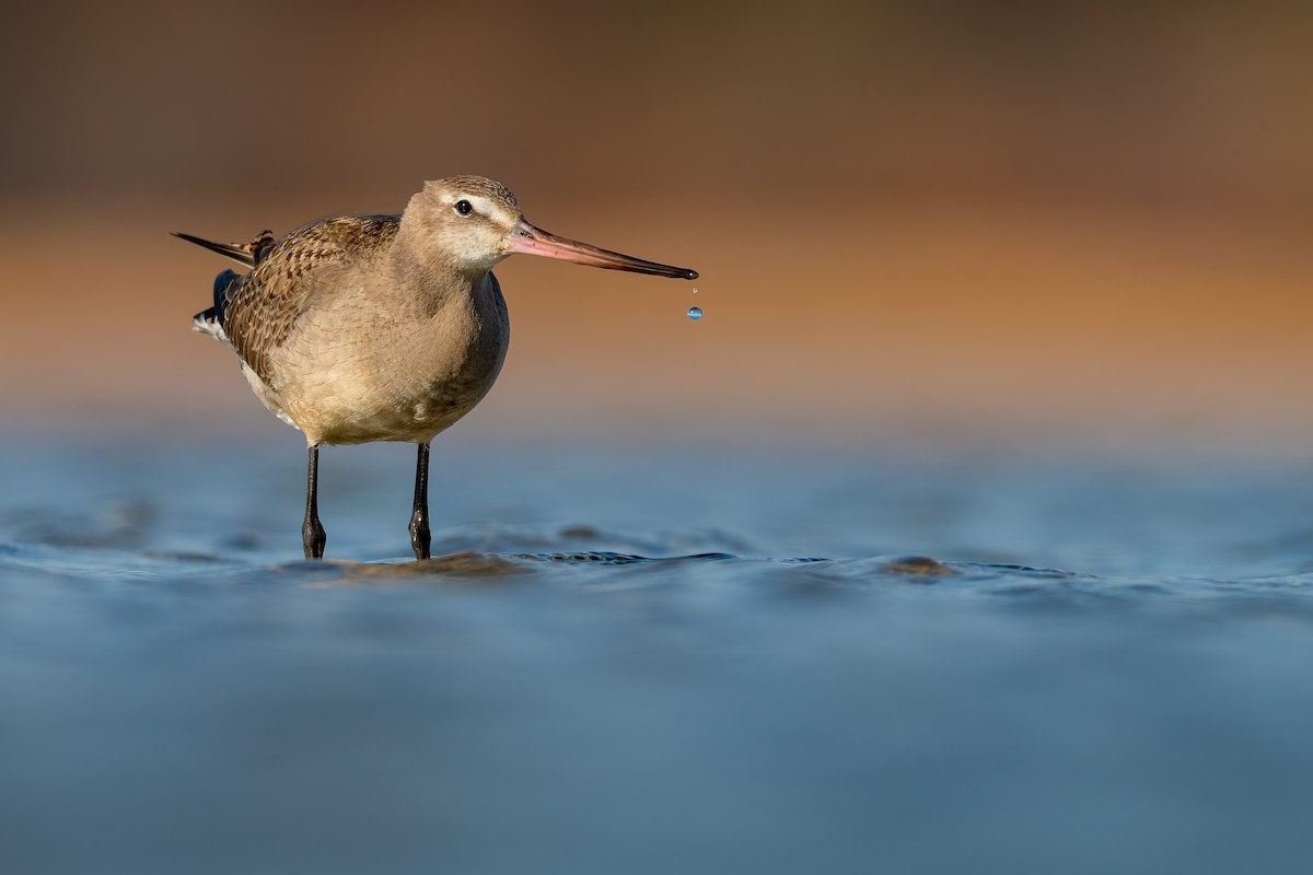 Hudsonian Godwit - ML278029941