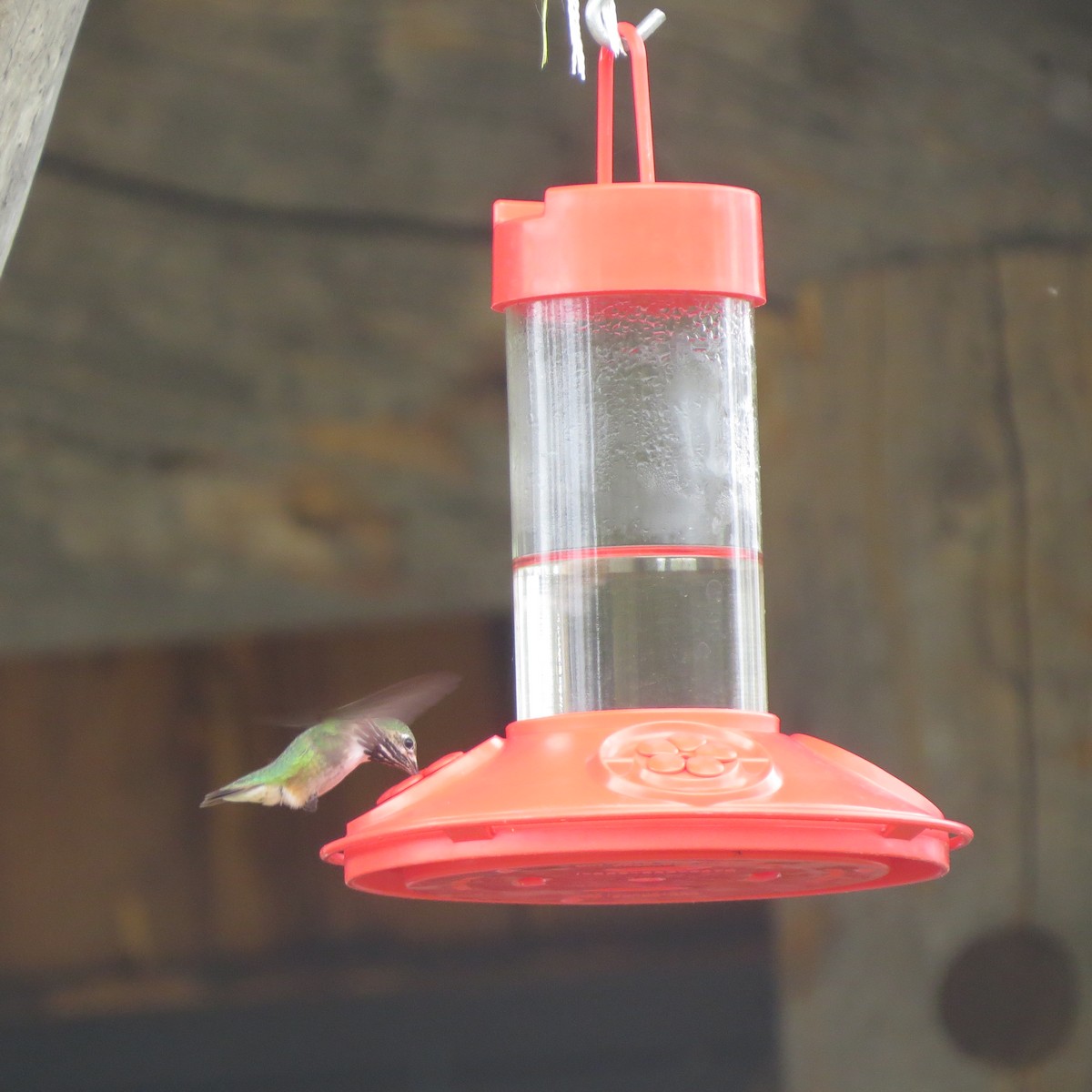 Calliope Hummingbird - ML27803121