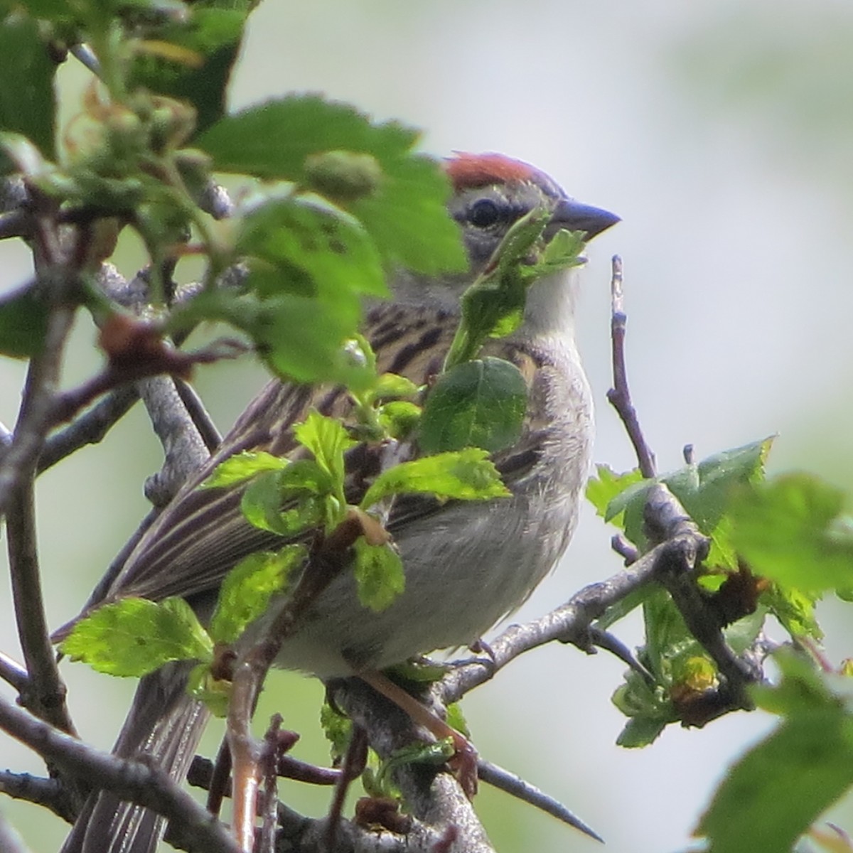 Chipping Sparrow - ML27803151