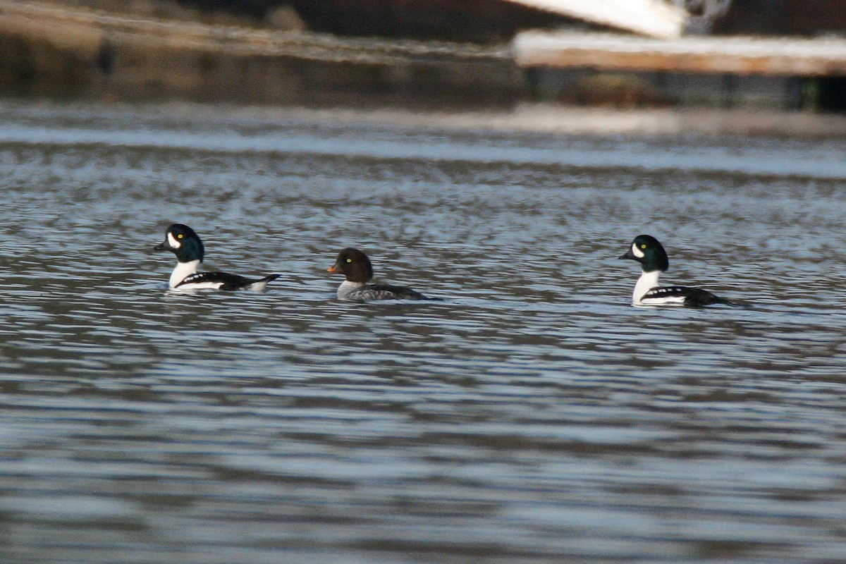 Barrow's Goldeneye - Zachary Holderby