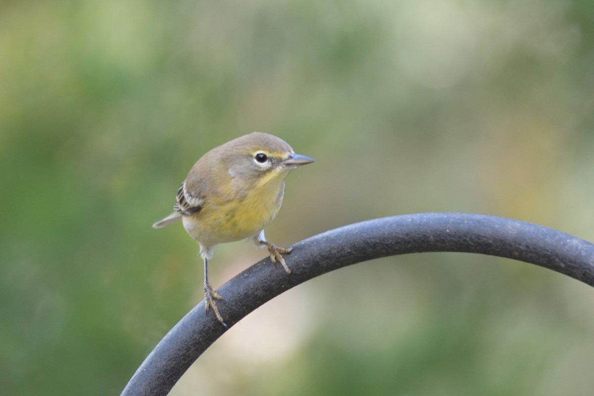 Pine Warbler - ML278034901