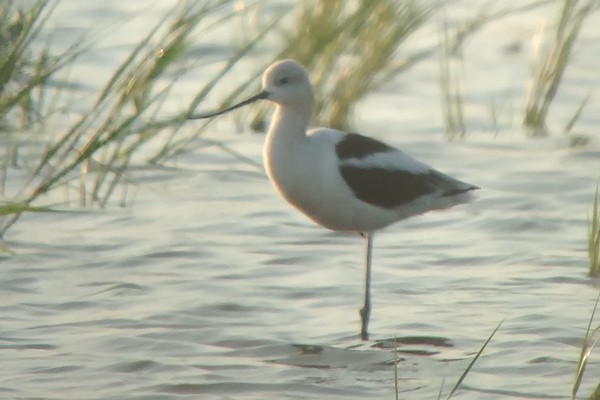 American Avocet - Mat Gilfedder