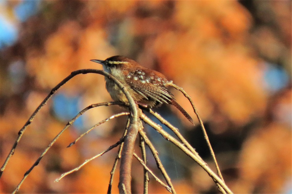 Carolina Wren - ML278036001