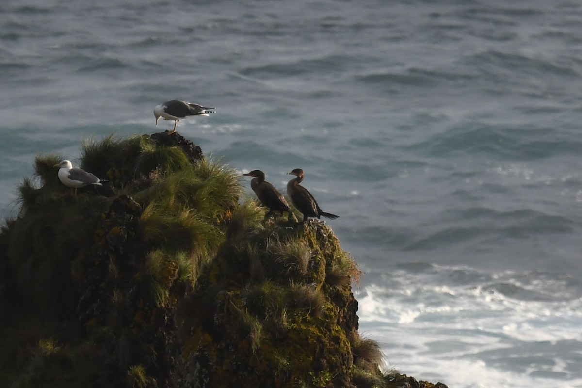 Double-crested Cormorant - ML278036051