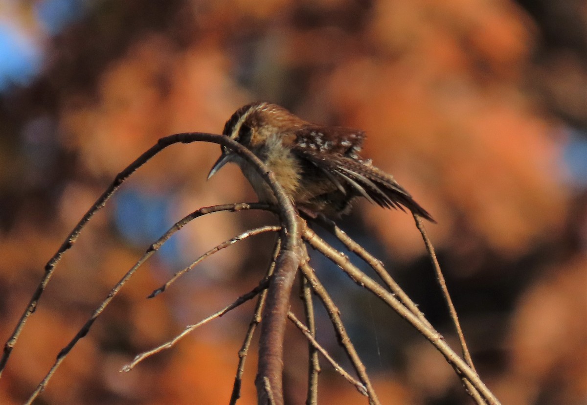 Carolina Wren - ML278036281