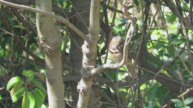 Crescent-chested Puffbird (Greater) - ML278036301