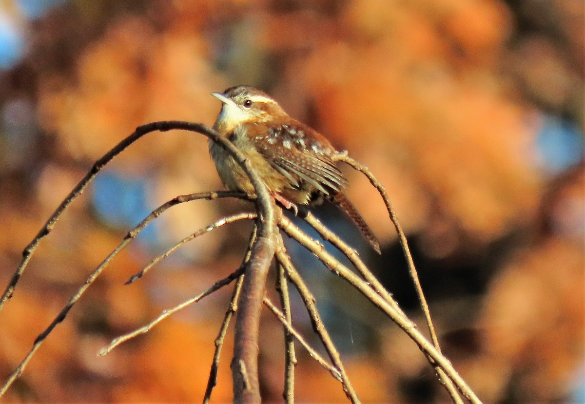 Carolina Wren - ML278037301