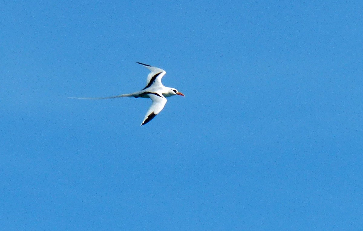 White-tailed Tropicbird - ML27803871