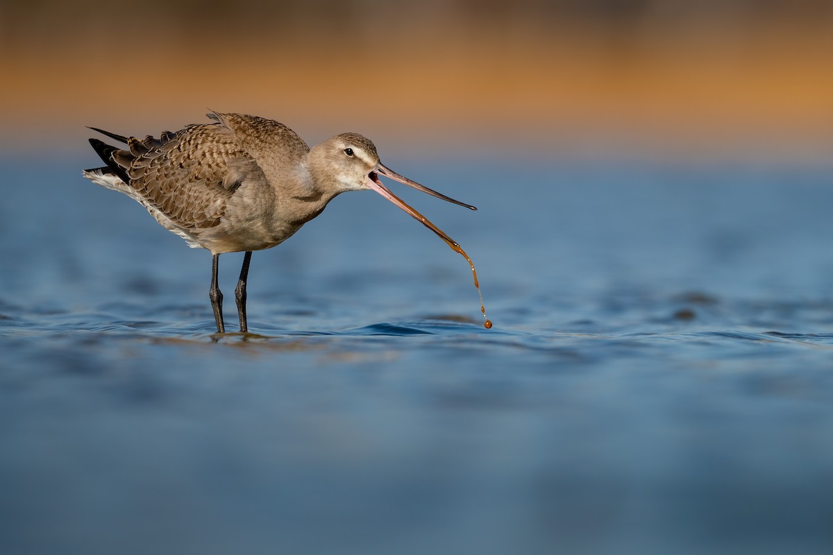 Hudsonian Godwit - ML278039741