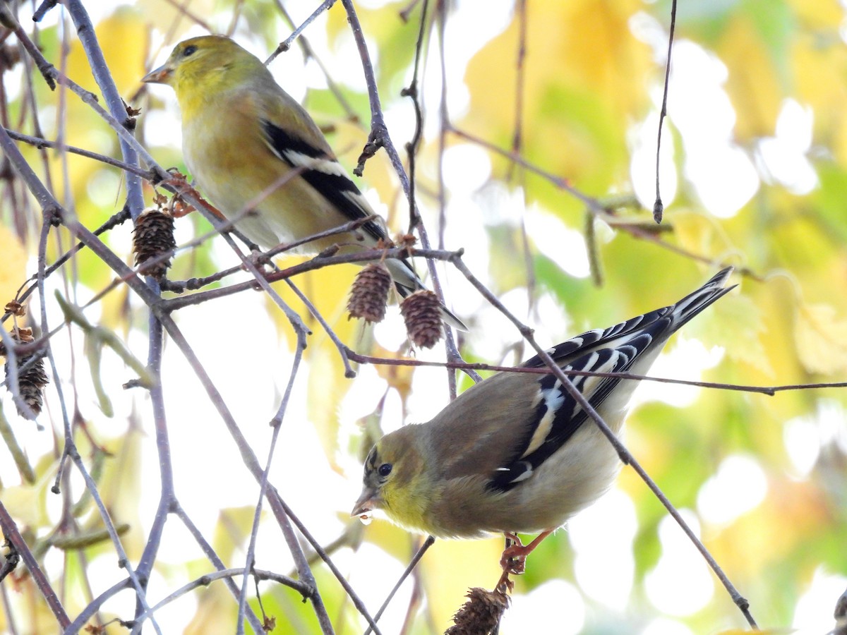 American Goldfinch - ML278042081