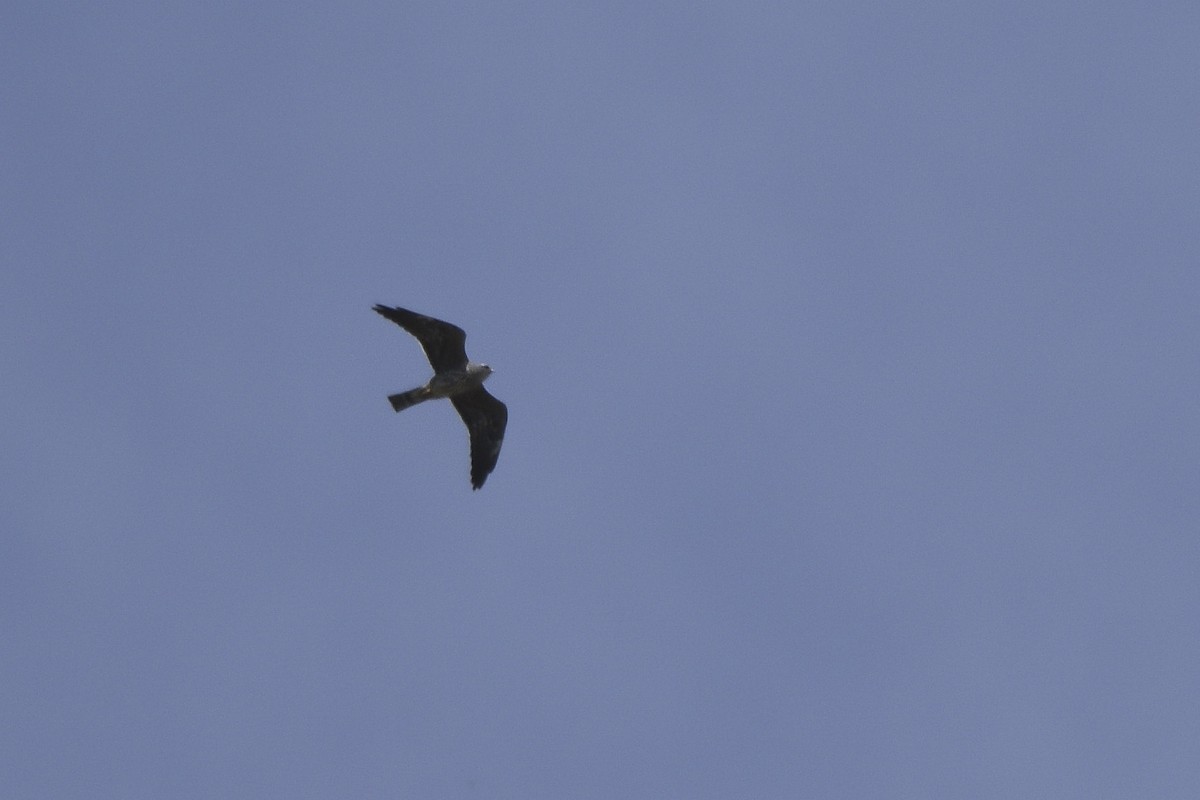 Mississippi Kite - ML278042651