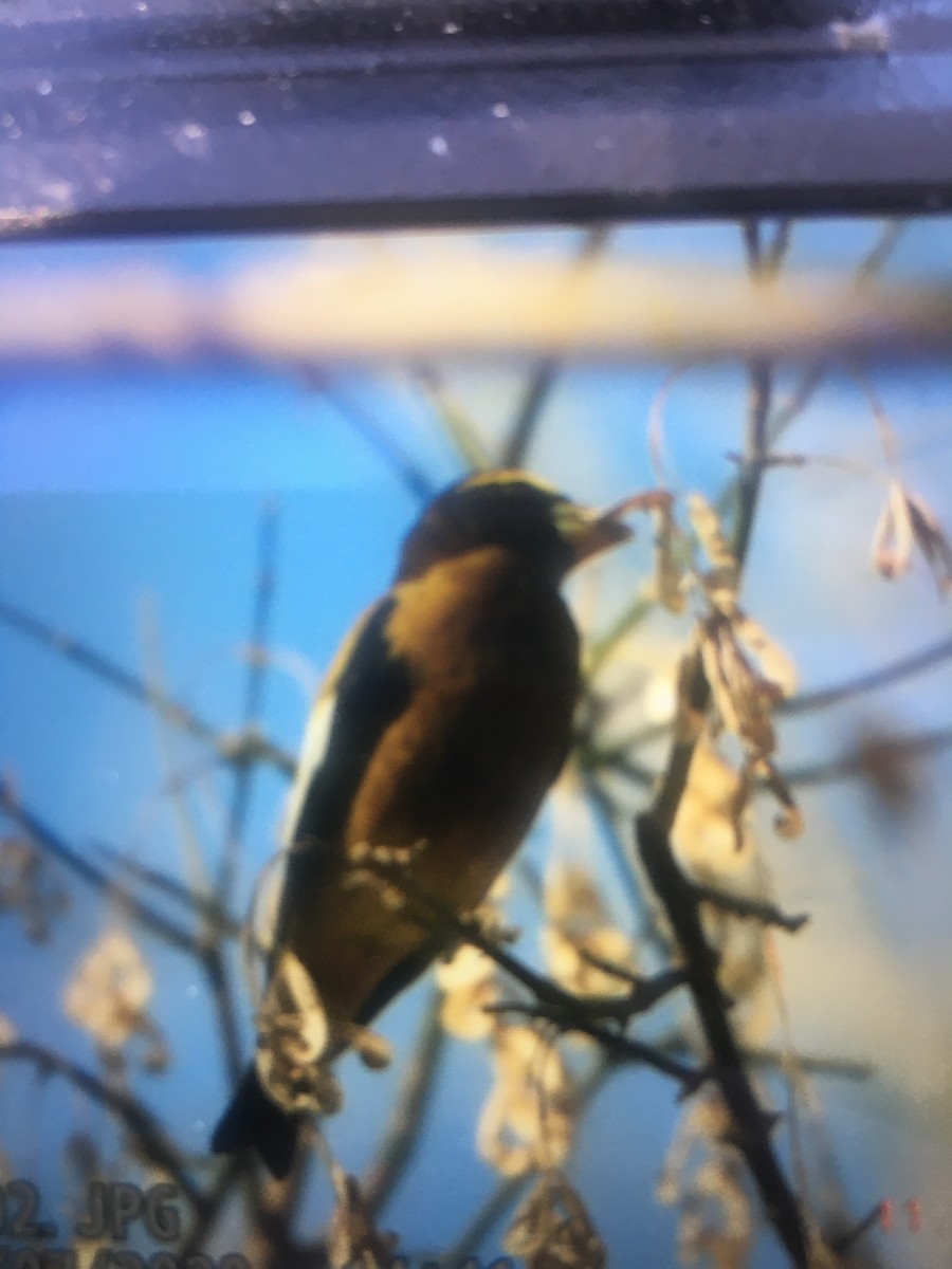 Evening Grosbeak - ML278043291