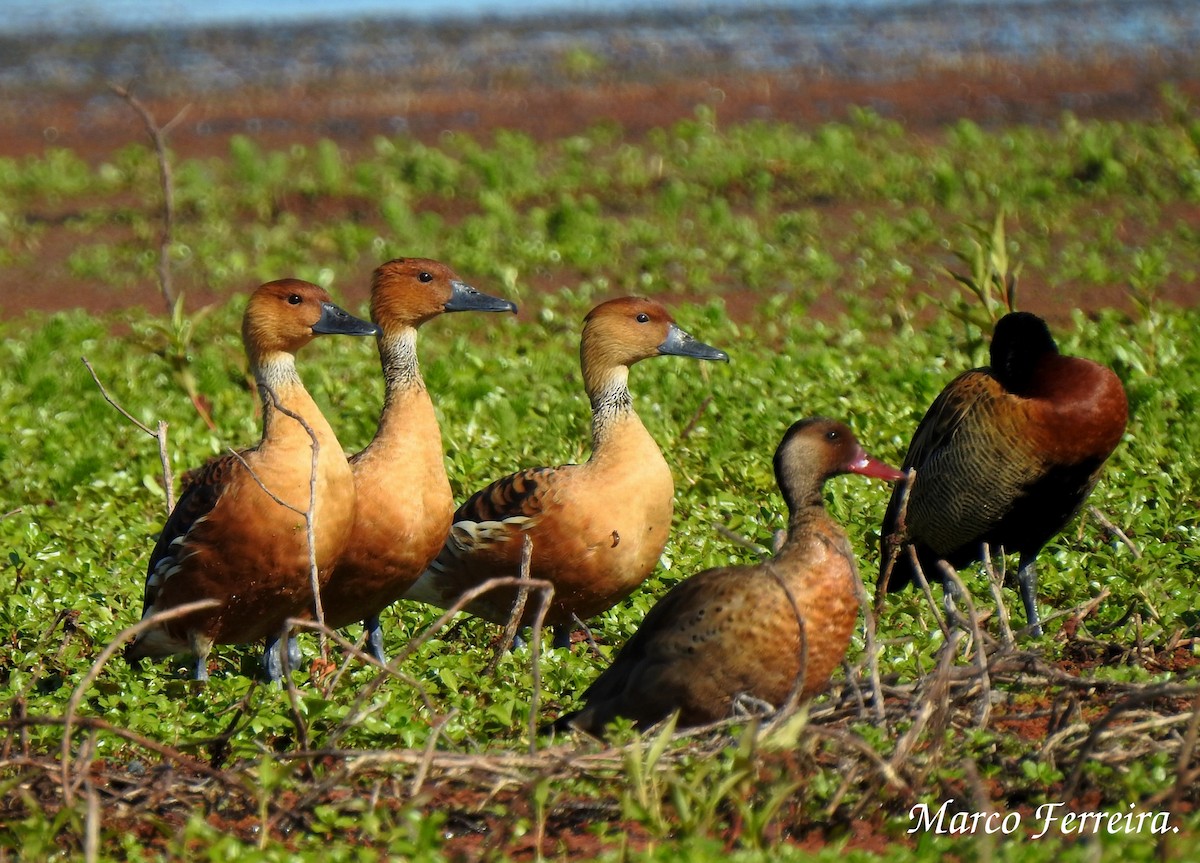 Fulvous Whistling-Duck - ML278046601