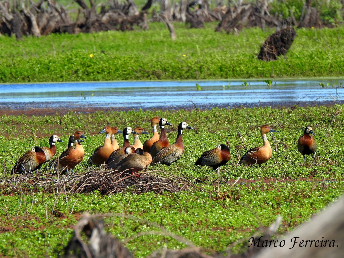 Fulvous Whistling-Duck - ML278046871