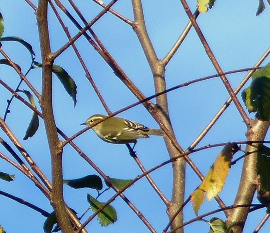 Yellow-browed Warbler - ML278047121