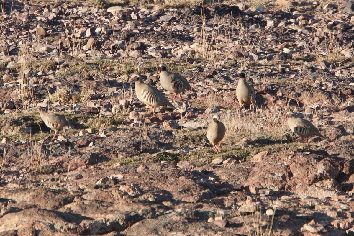 Philby's Partridge - ML278047241
