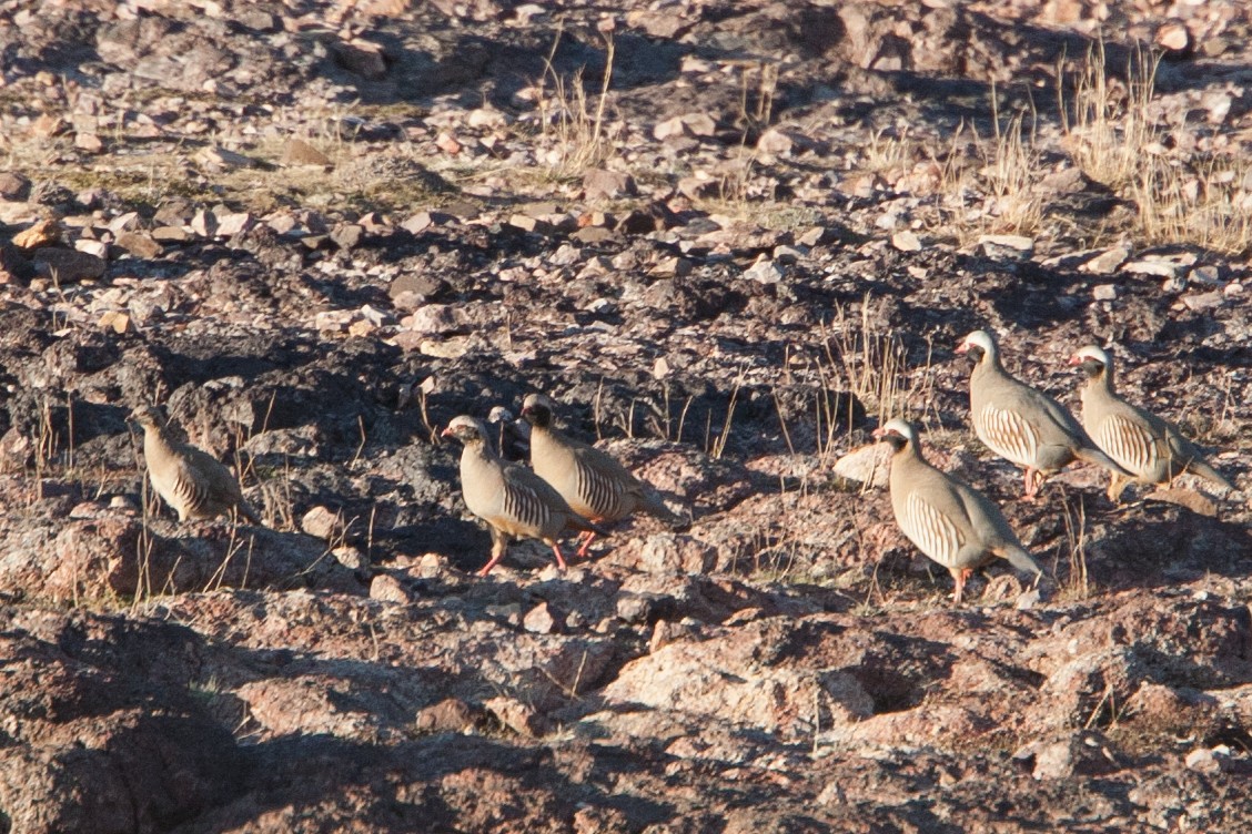 Philby's Partridge - ML278047251