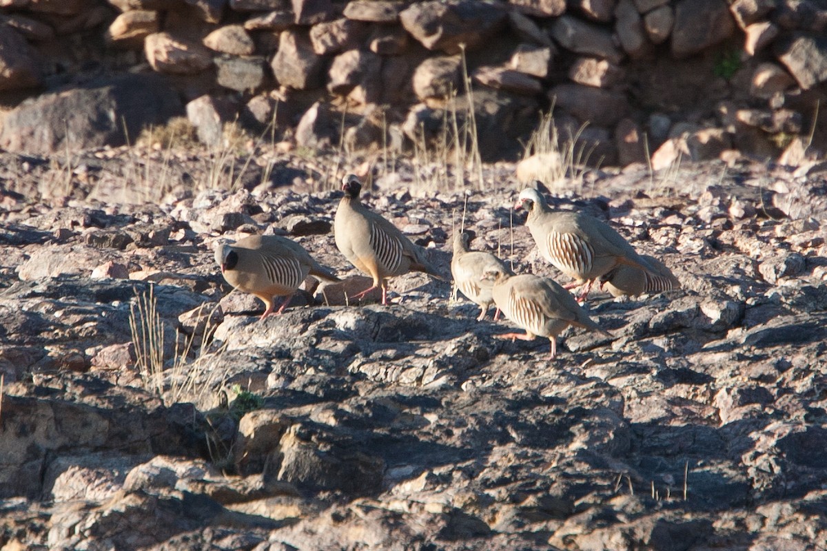 Philby's Partridge - ML278047261
