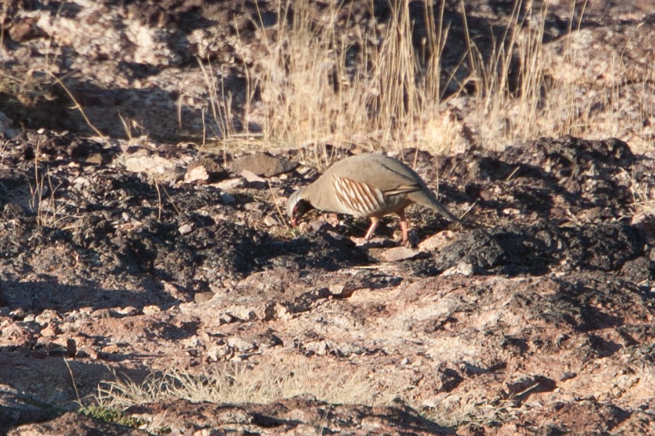 Philby's Partridge - ML278047331