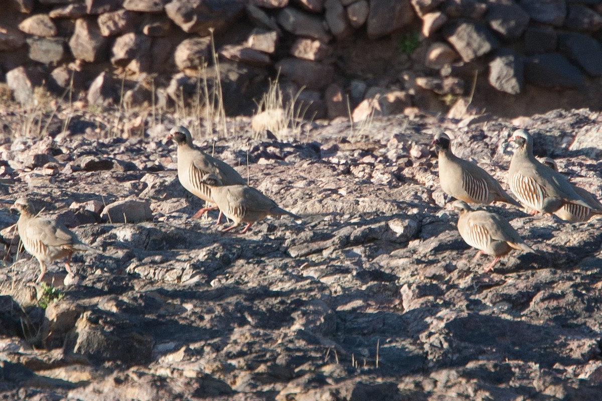 Philby's Partridge - ML278047341
