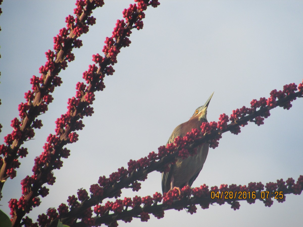 Green Heron - ML27804891