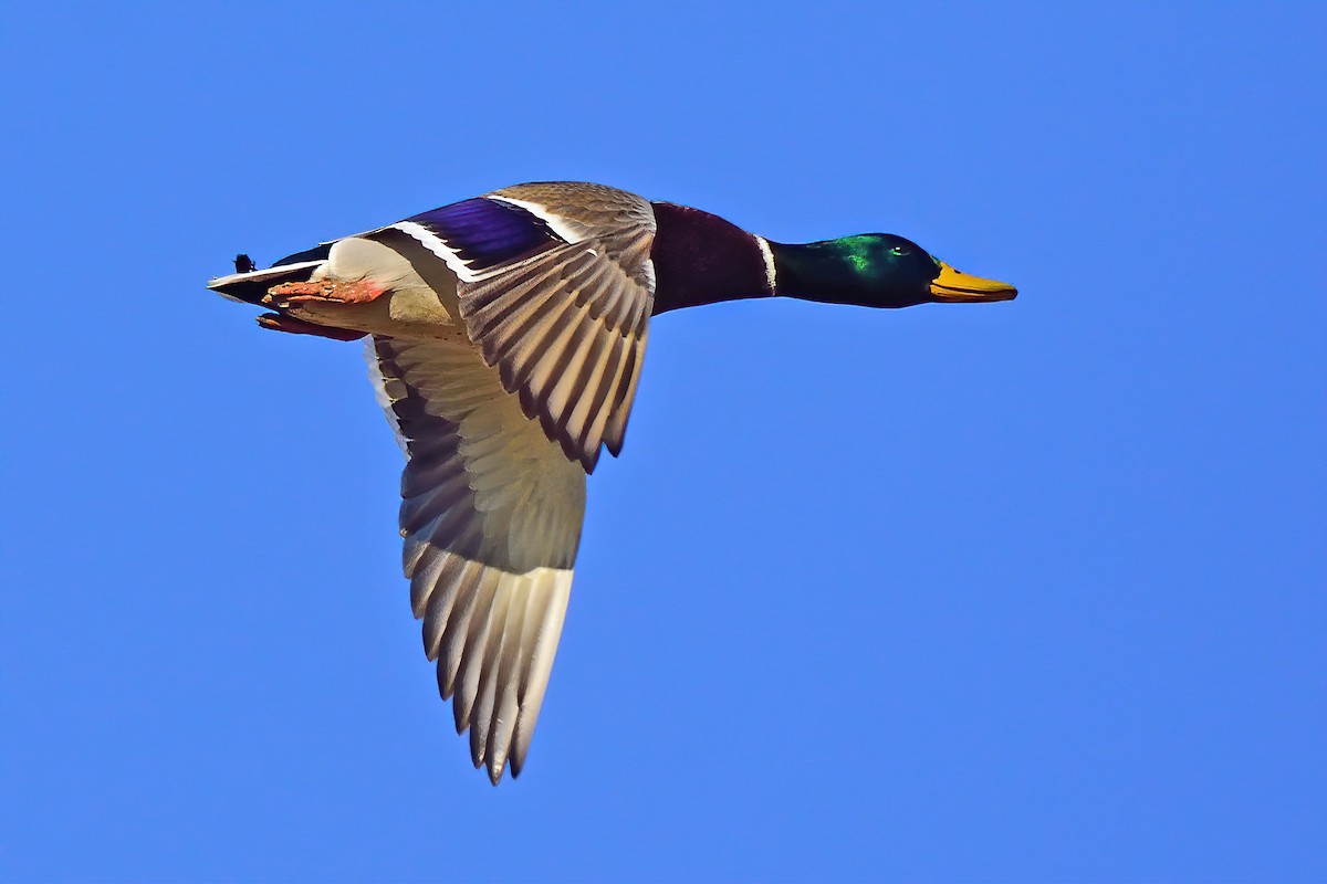 Mallard - ML278048951