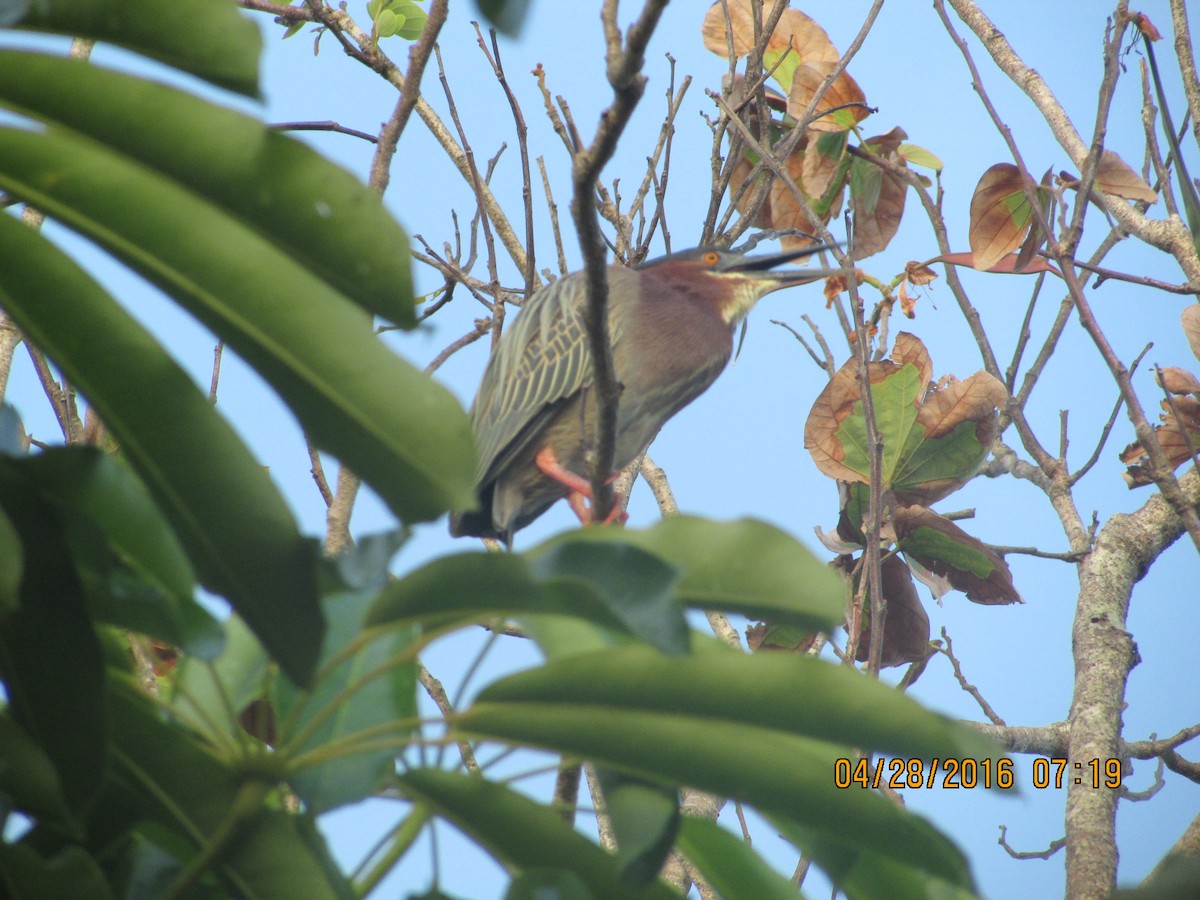 Green Heron - ML27804901
