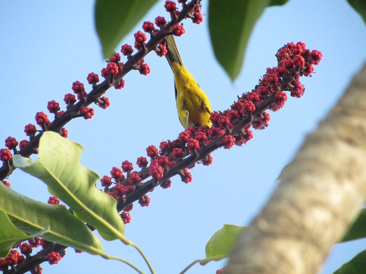 Bahama Oriole - ML27805011