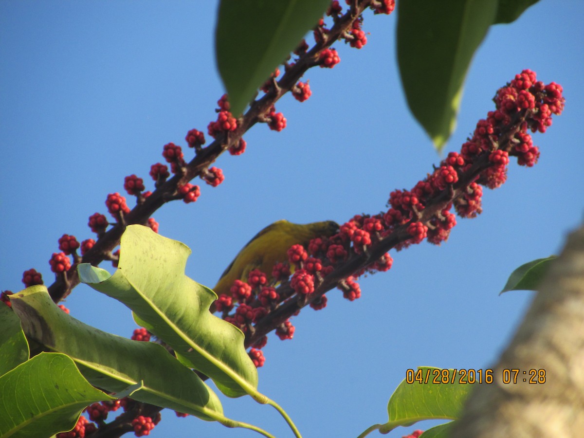 Bahama Oriole - ML27805031