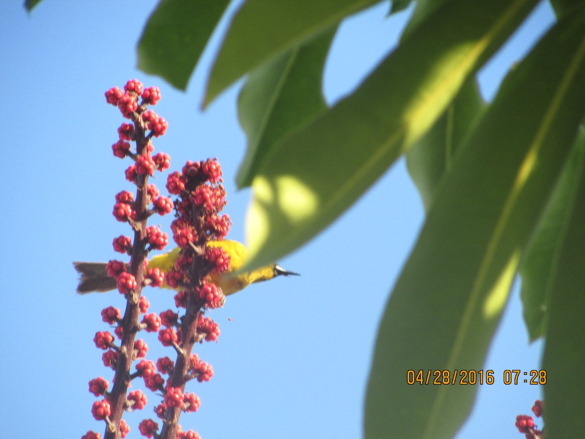Bahama Oriole - ML27805041