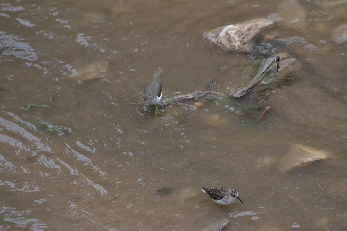 Spotted Sandpiper - ML278050581