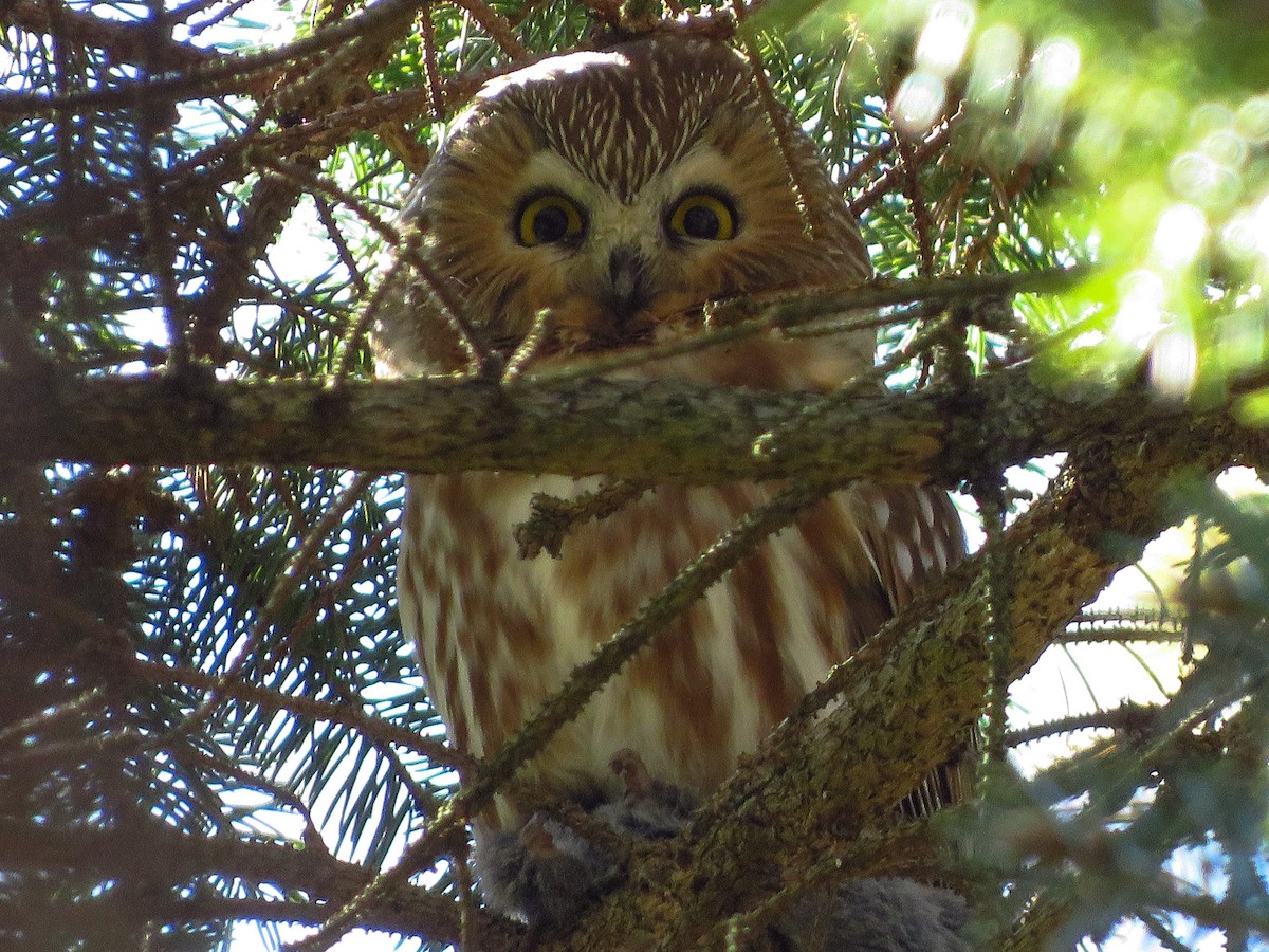 Northern Saw-whet Owl - Anonymous