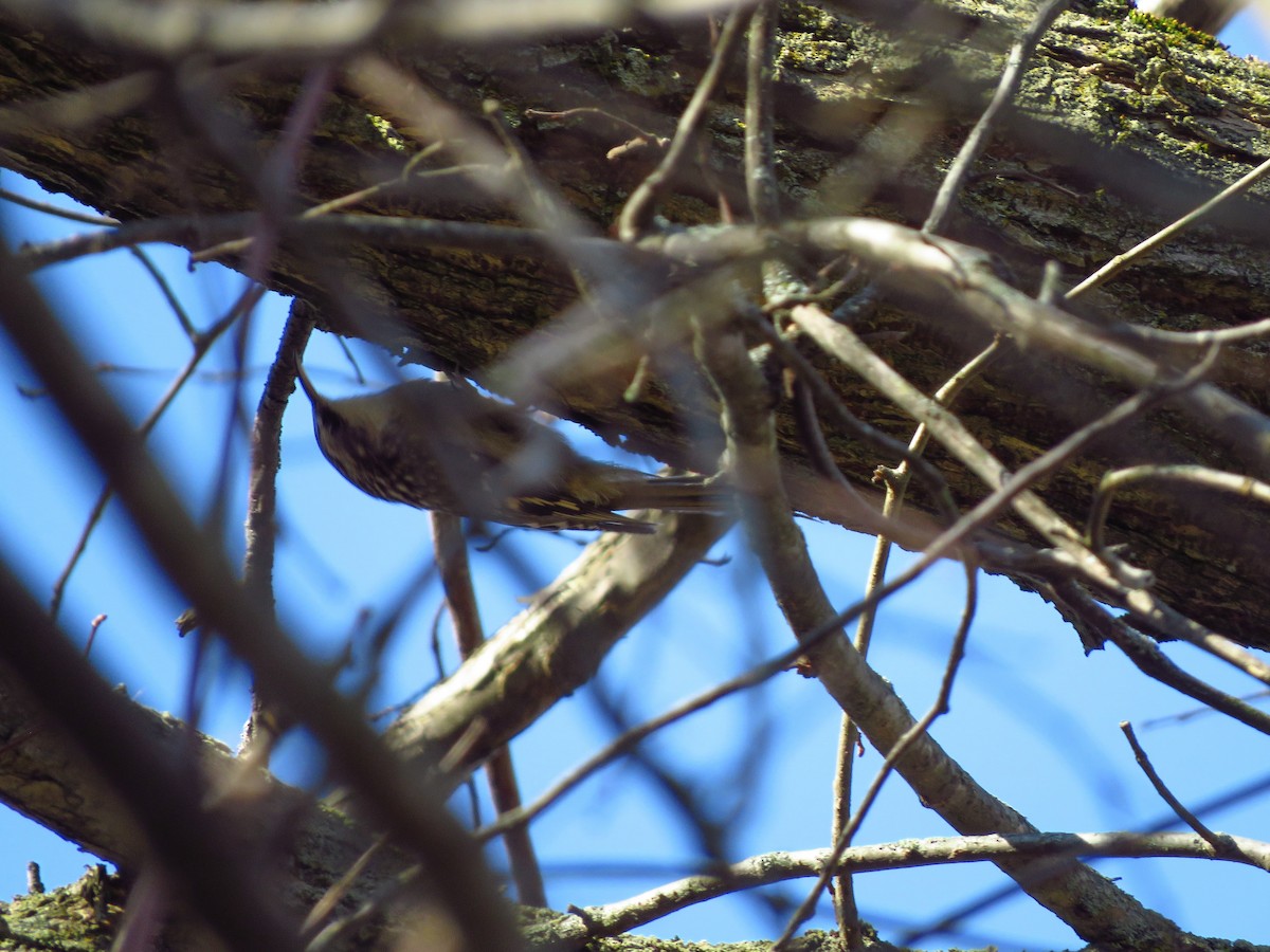 Brown Creeper - ML278050761