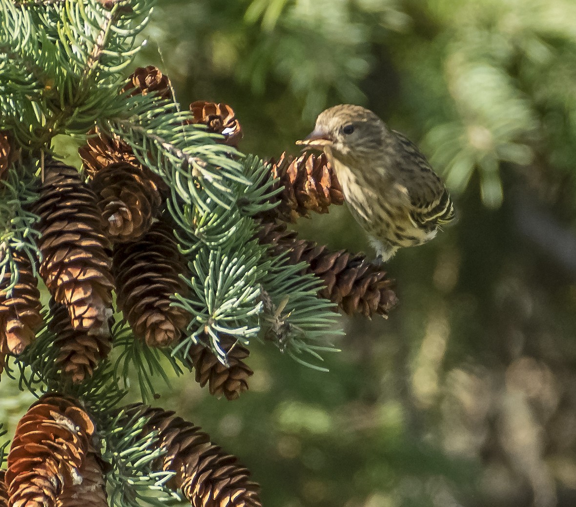 Pine Siskin - ML278051651