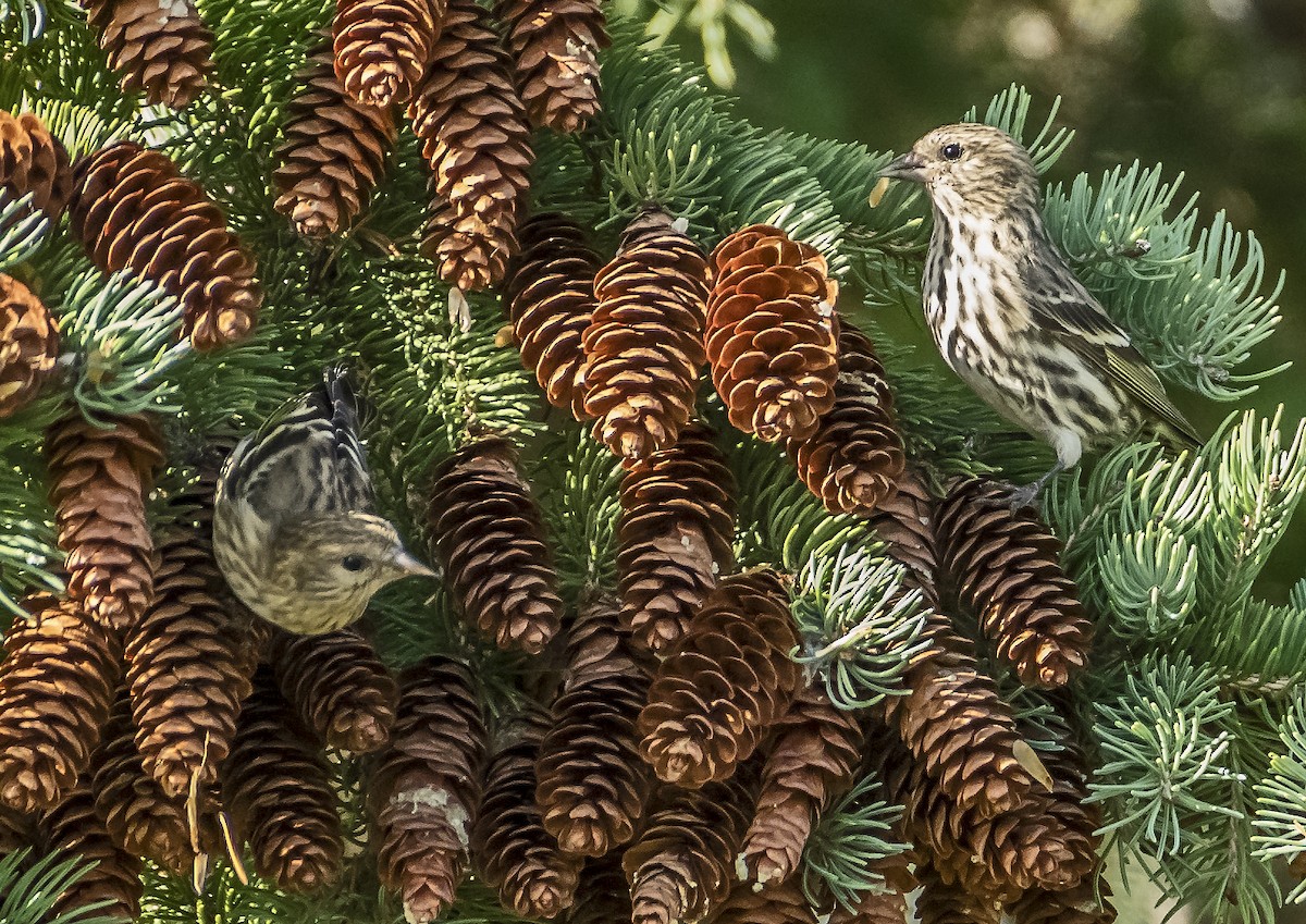 Pine Siskin - Kenneth Czworka
