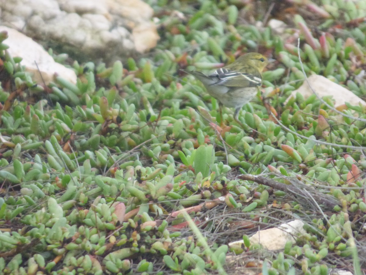 Blackpoll Warbler - Tarra Lindo