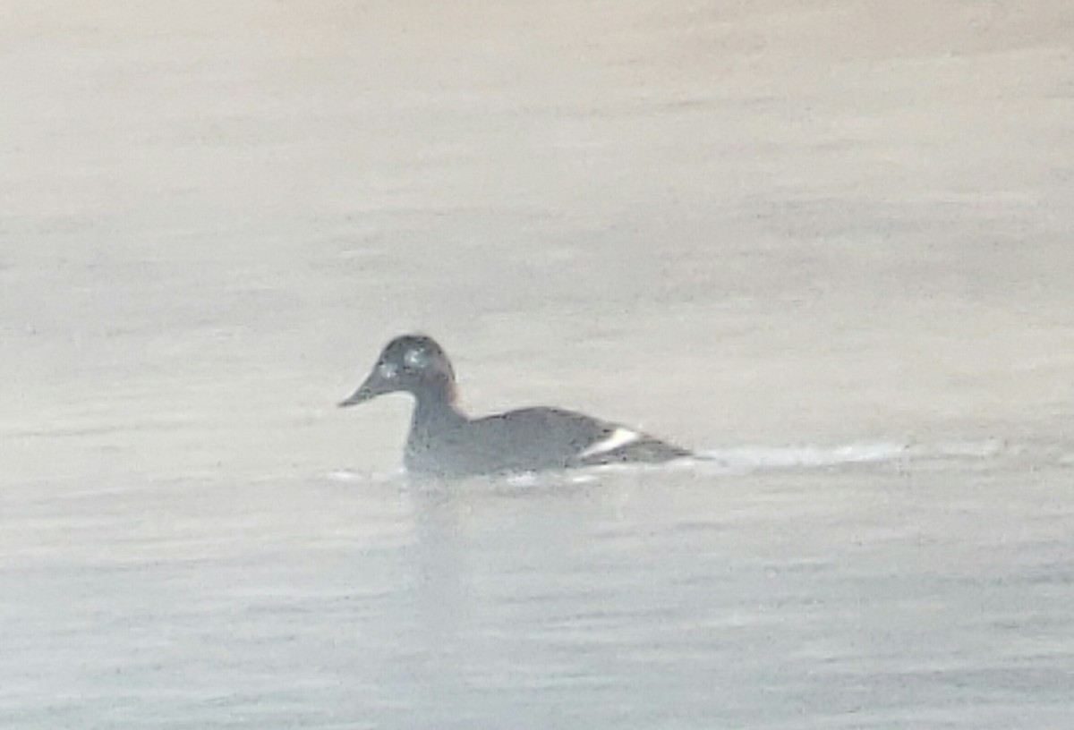 White-winged Scoter - ML278052371