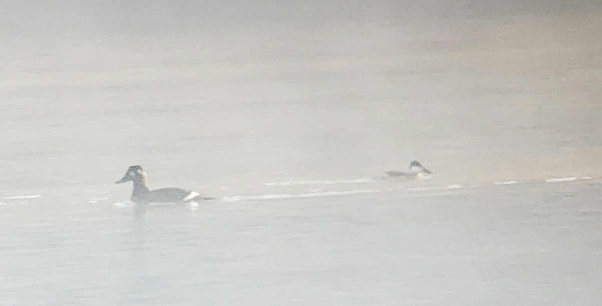 White-winged Scoter - Rebecca  Hart