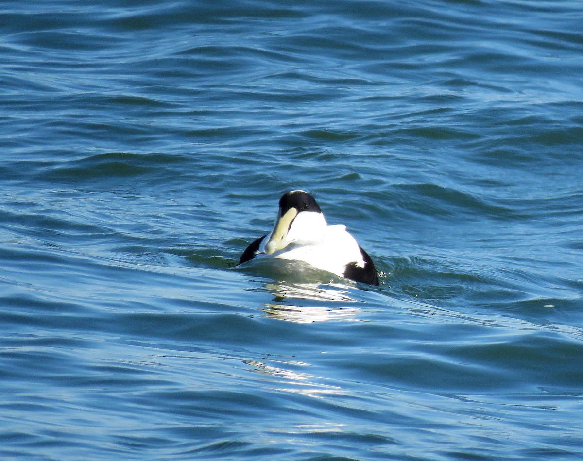 Common Eider - ML278052521