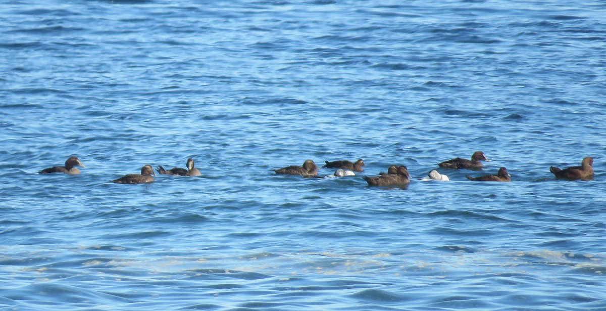 Common Eider - ML278052551