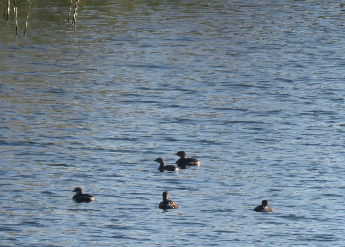 Pied-billed Grebe - ML278053071