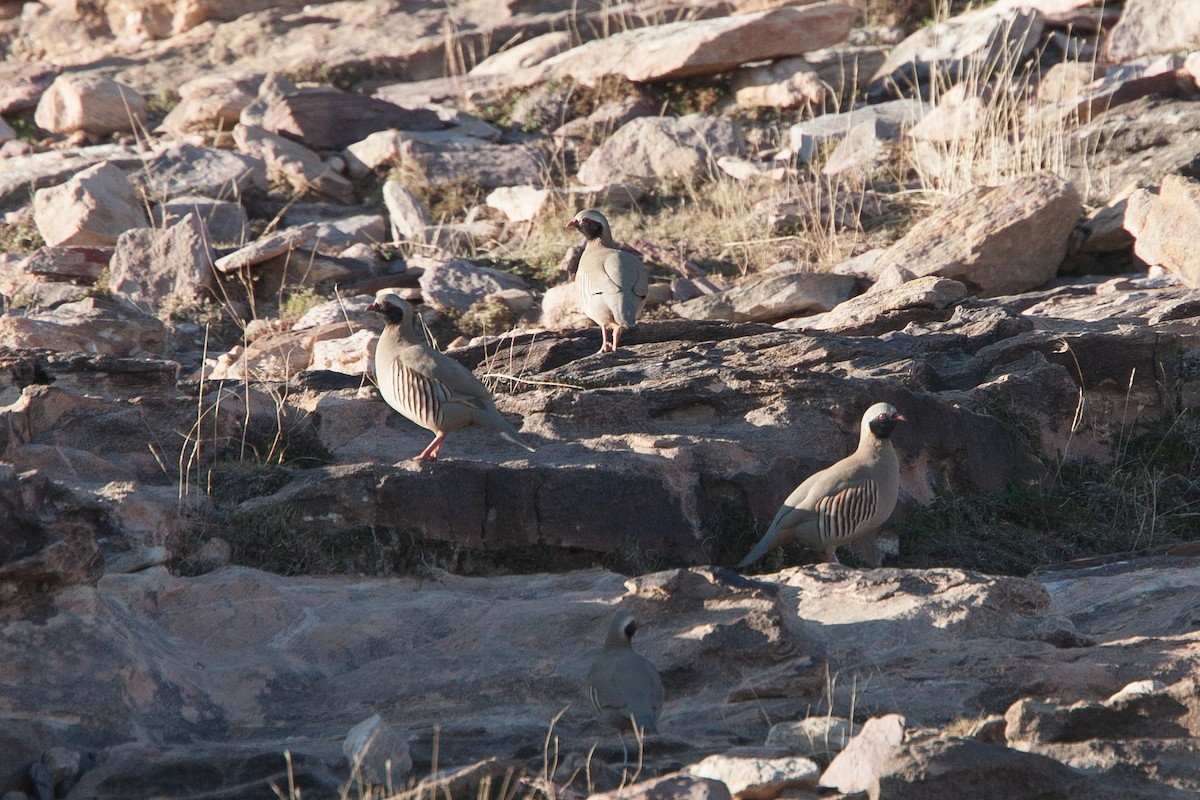 Philby's Partridge - ML278053251