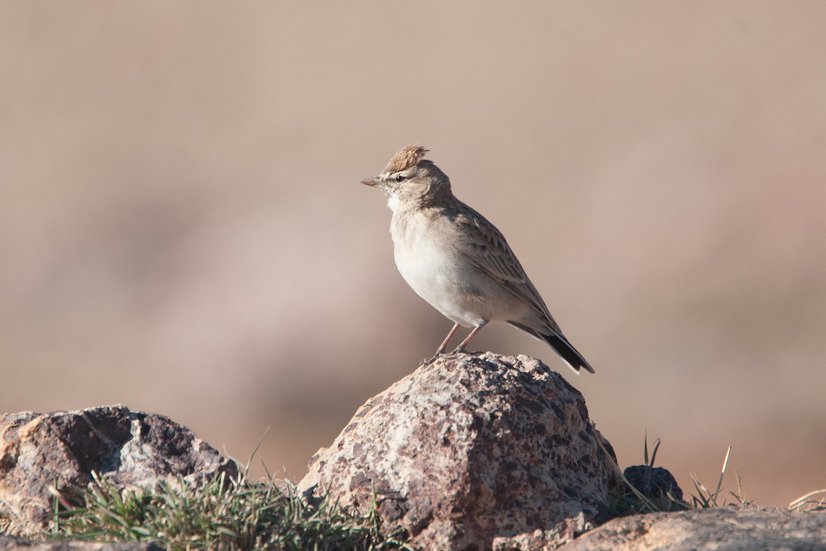 Rufous-capped Lark - ML278053441