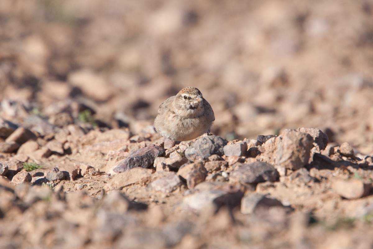 Rufous-capped Lark - ML278053471