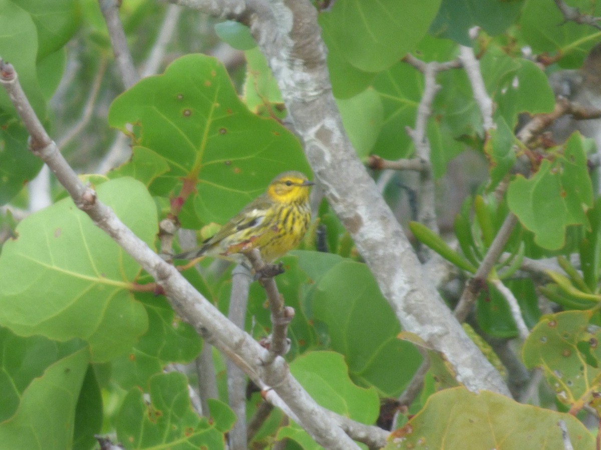 Cape May Warbler - ML278053741