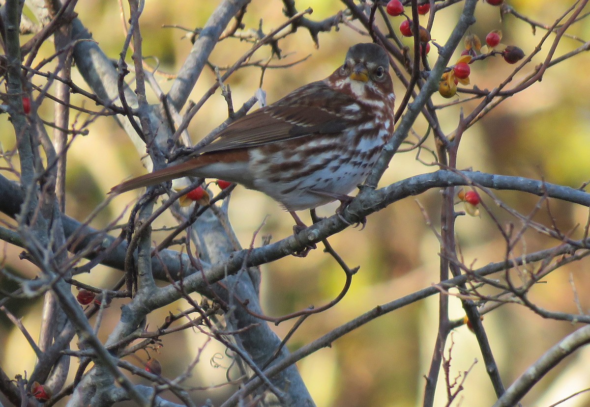 Fox Sparrow (Red) - ML278054111