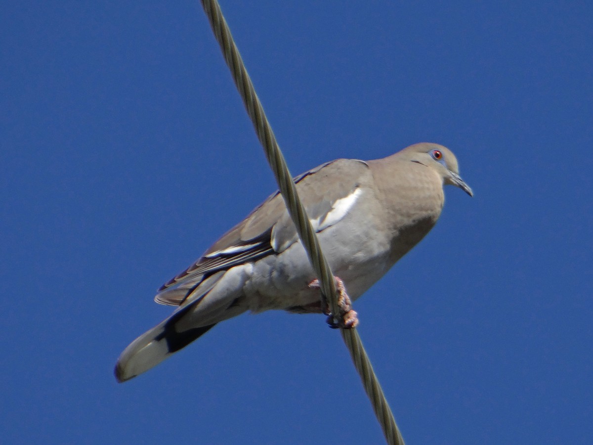White-winged Dove - kas dumroese